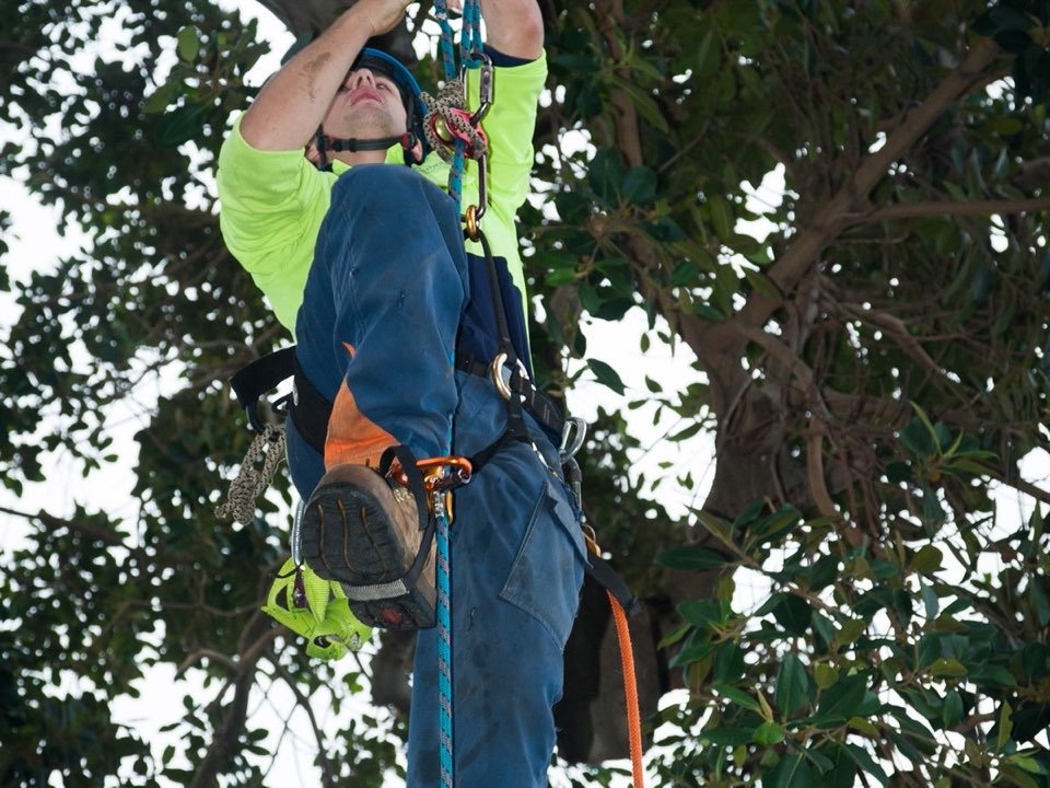 Qualified arborist working in a mature tree during a property survey in Wiltshire
